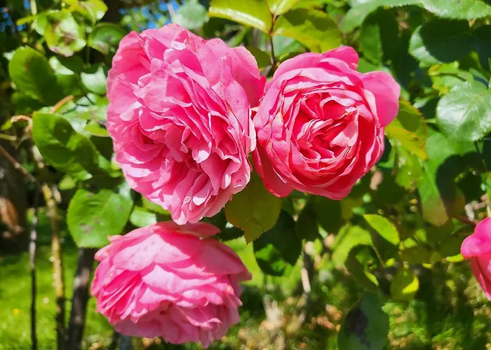 Lägenhet Westereck *